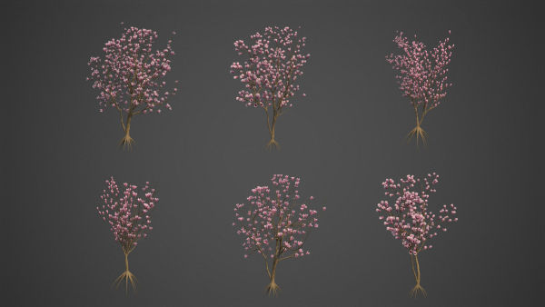 2024 - Saucer Magnolia - 6 MODELS - Magnolia Soulangeana