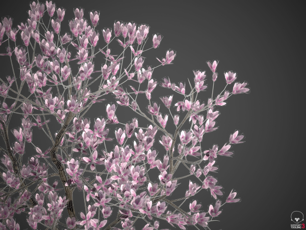 2024 - Saucer Magnolia - 6 MODELS - Magnolia Soulangeana