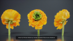 24 Flowers and a Bouquet