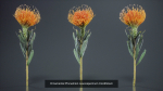 24 Flowers and a Bouquet