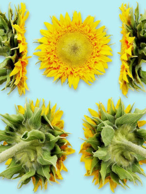 25-flower-collection-3d-model-low-poly-obj