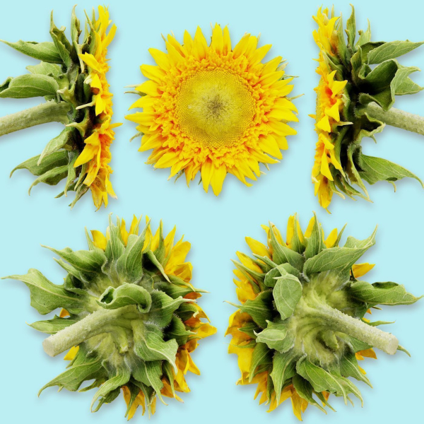 25 Flower Collection
