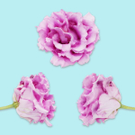 25 Flower Collection