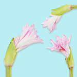 25 Flower Collection