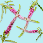 25 Flower Collection