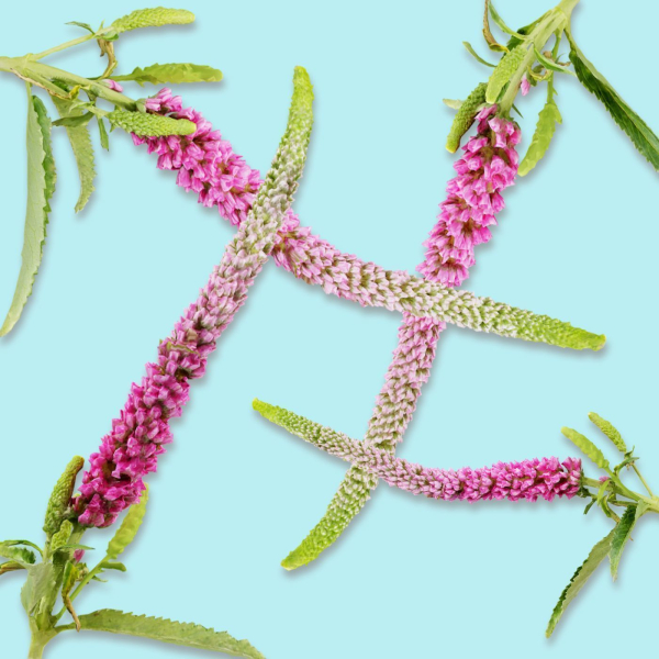 25 Flower Collection