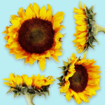 25 Flower Collection