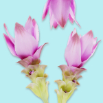 25 Flower Collection