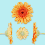 25 Flower Collection
