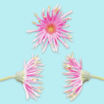 25 Flower Collection