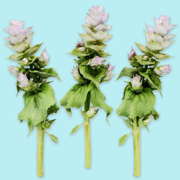 25 Flower Collection