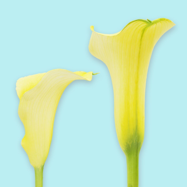 25 Flower Collection