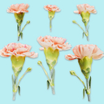 25 Flower Collection