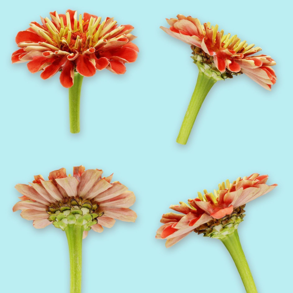 25 Flower Collection
