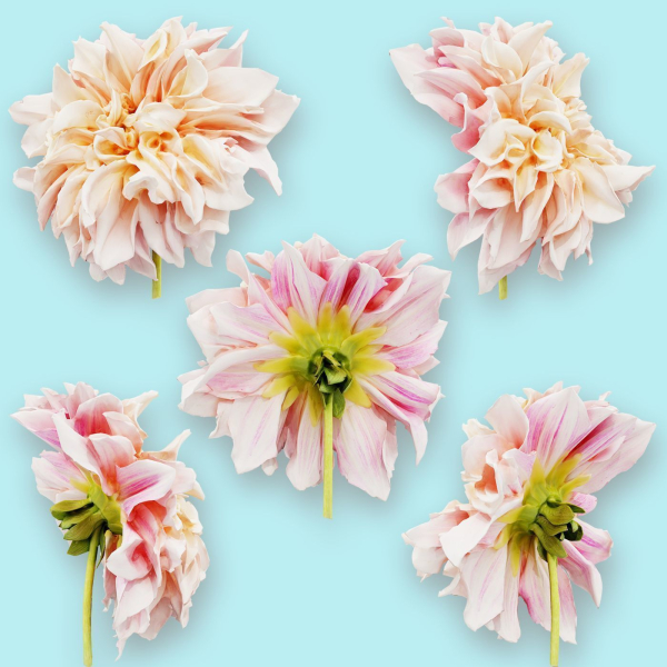 25 Flower Collection