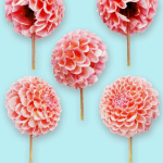 25 Flower Collection