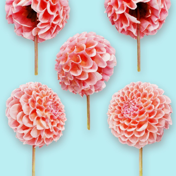 25 Flower Collection