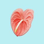 25 Flower Collection
