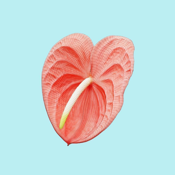 25 Flower Collection