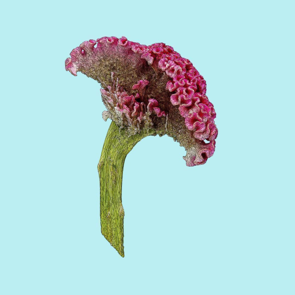 25 Flower Collection