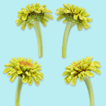 25 Flower Collection