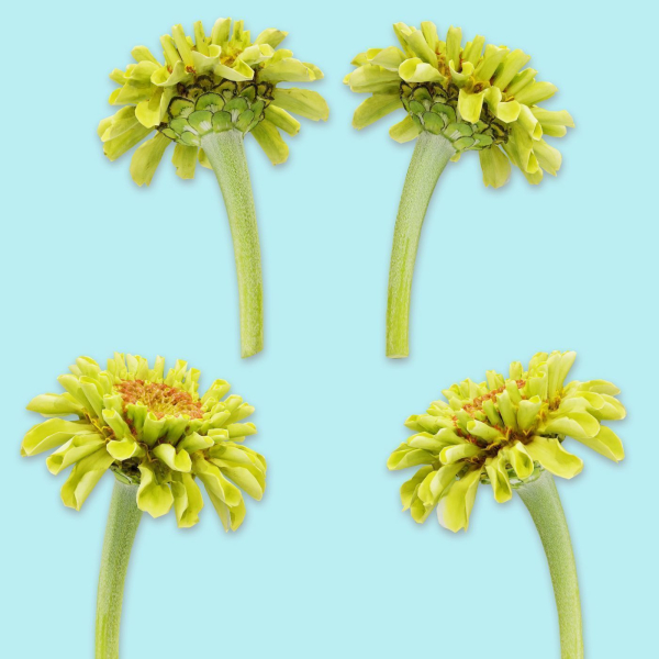 25 Flower Collection
