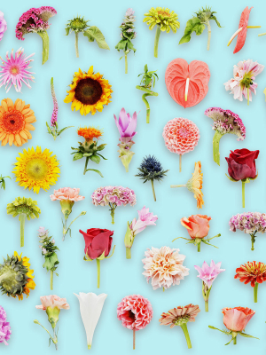 25 Flower Collection