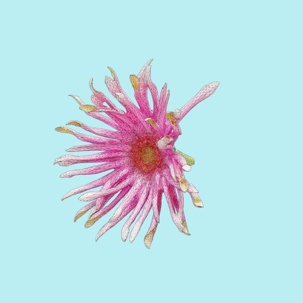25 Flower Collection
