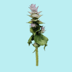 25 Flower Collection