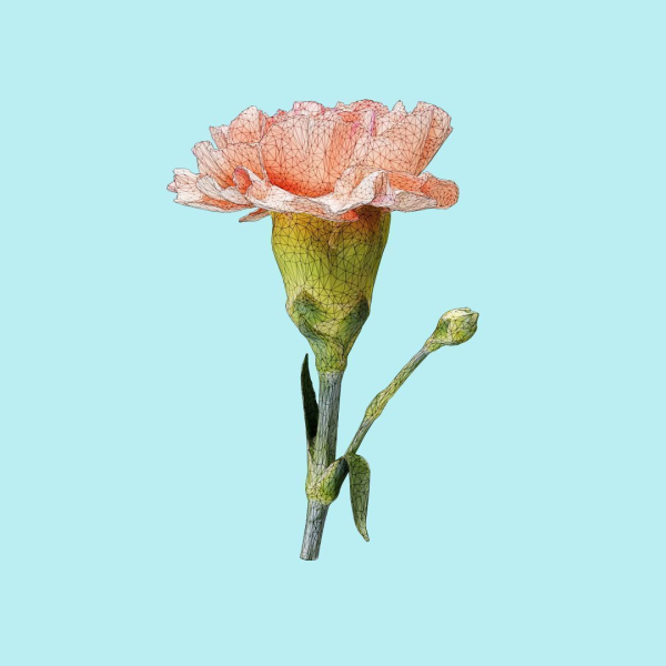 25 Flower Collection