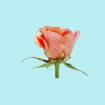 25 Flower Collection