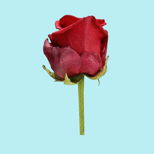 25 Flower Collection
