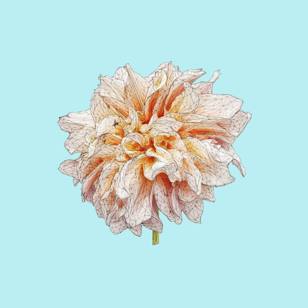25 Flower Collection