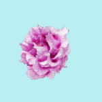 25 Flower Collection