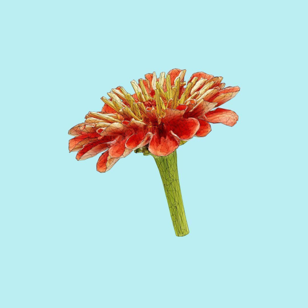 25 Flower Collection