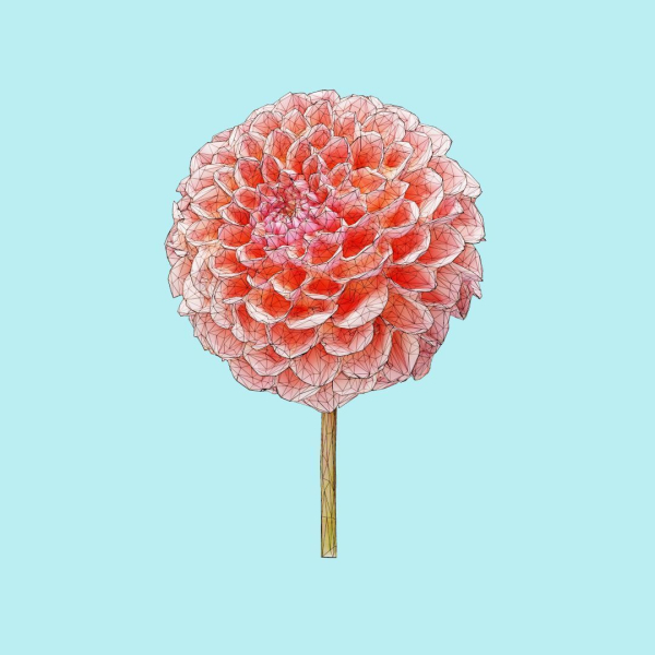 25 Flower Collection