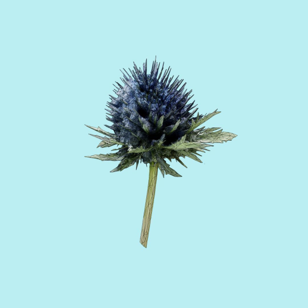 25 Flower Collection