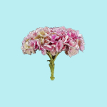 25 Flower Collection