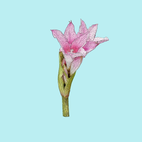 25 Flower Collection