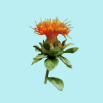 25 Flower Collection