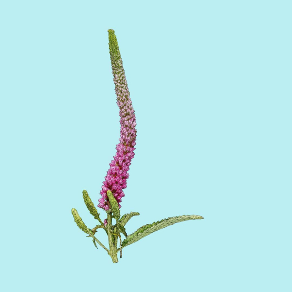 25 Flower Collection