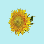 25 Flower Collection