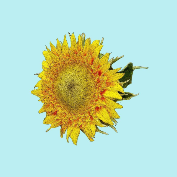 25 Flower Collection