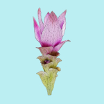 25 Flower Collection
