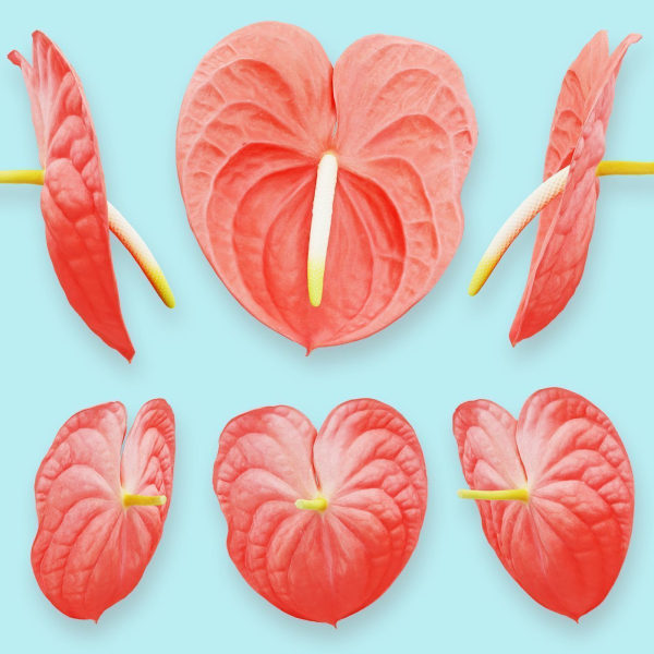 25 Flower Collection