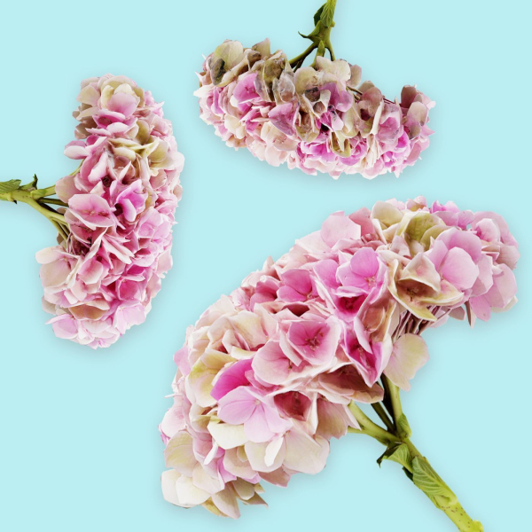 25 Flower Collection