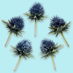 25 Flower Collection