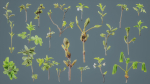 25 Spring Sprouts