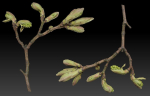 25 Spring Sprouts