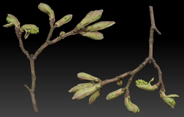 25 Spring Sprouts